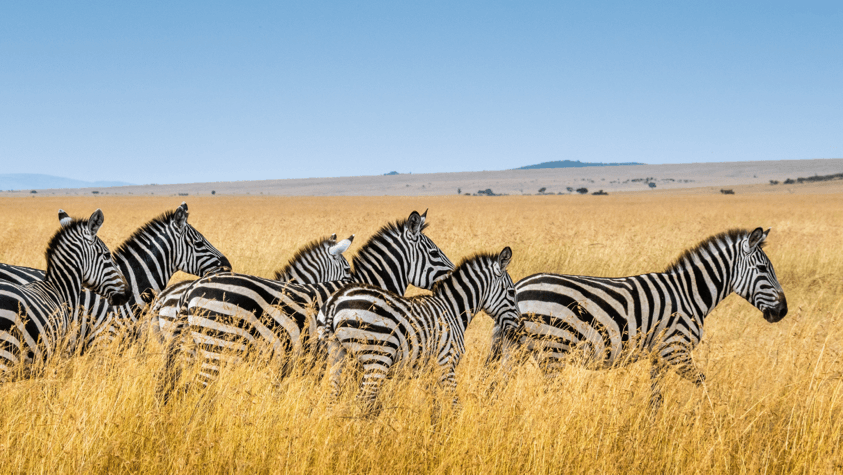 Wildlife Photograher